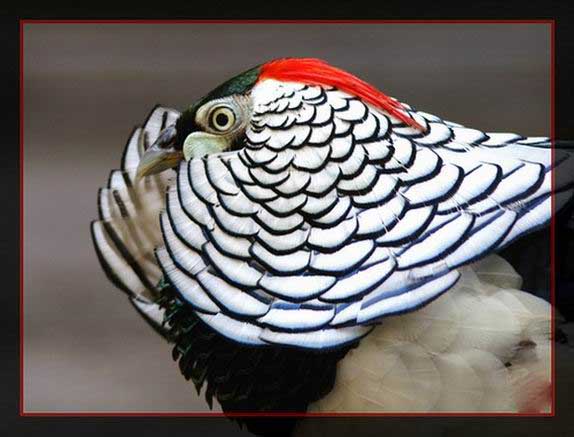 تصاويری از پرنده های زیبا و کمیاب