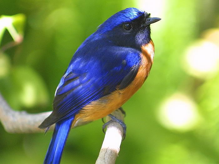 تصاويری از پرنده های زیبا و کمیاب