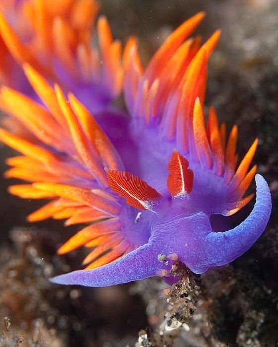 تصاویر شگفت انگیز از موجودات اعماق دریا