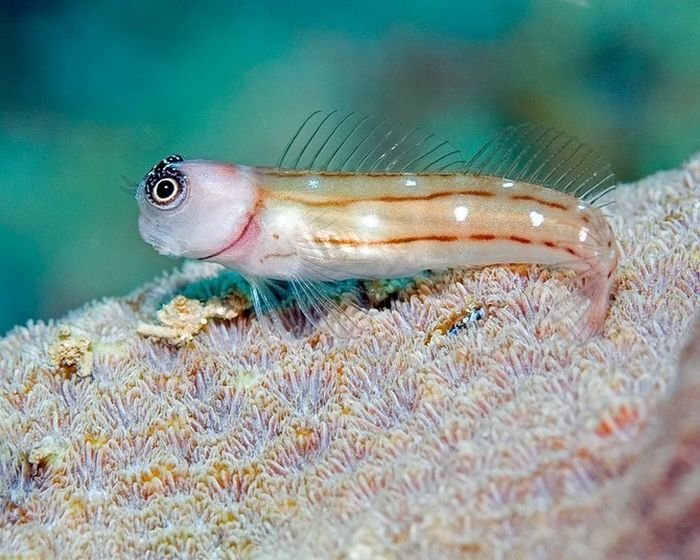 تصاویر شگفت انگیز از موجودات اعماق دریا