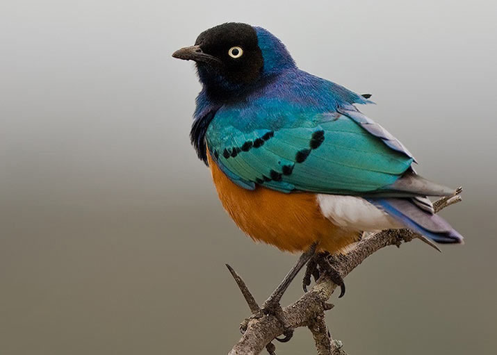 تصاويری زیبا و دیدنی از دنیای پرندگان - قسمت دوم