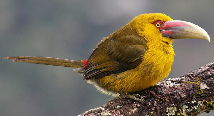 تصاويری زیبا و دیدنی از دنیای پرندگان - قسمت دوم