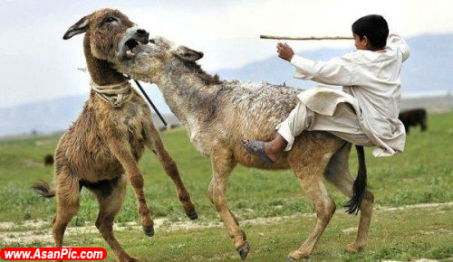 تصاوير جالب و خنده دار - قسمت پنجاه و دوم