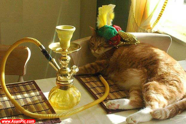 يكم بخنديد تا دلتون باز بشه! - قسمت دوم