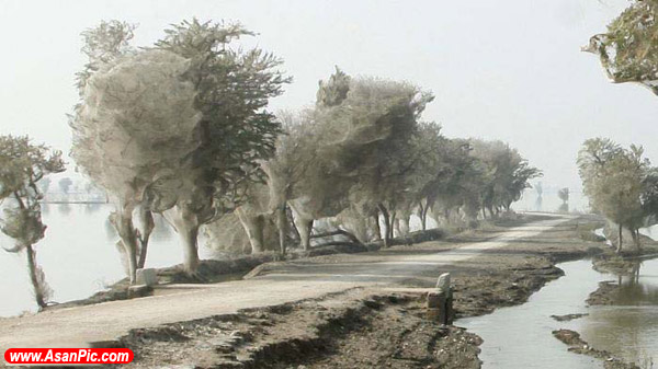 تسخیر درختان توسط عنکبوت