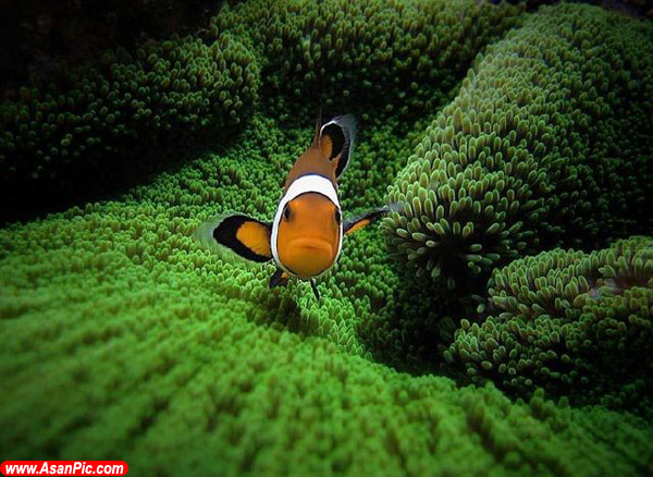 تصاویر بسیار جذاب و دیدنی از دنیای زیر آب