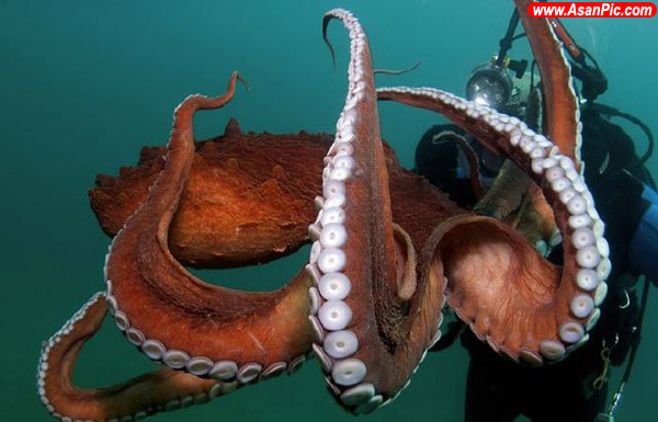 تصاویر بسیار جذاب و دیدنی از دنیای زیر آب