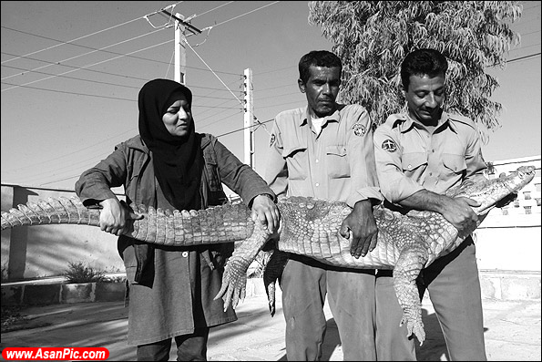 تصاویری از راه انداختن مزرعه پرورش تمساح توسط زن ایرانی