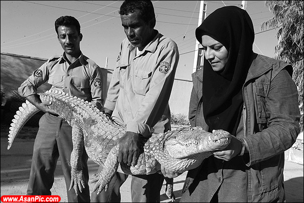 تصاویری از راه انداختن مزرعه پرورش تمساح توسط زن ایرانی
