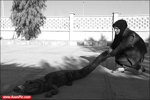 تصاویری از راه انداختن مزرعه پرورش تمساح توسط زن ایرانی