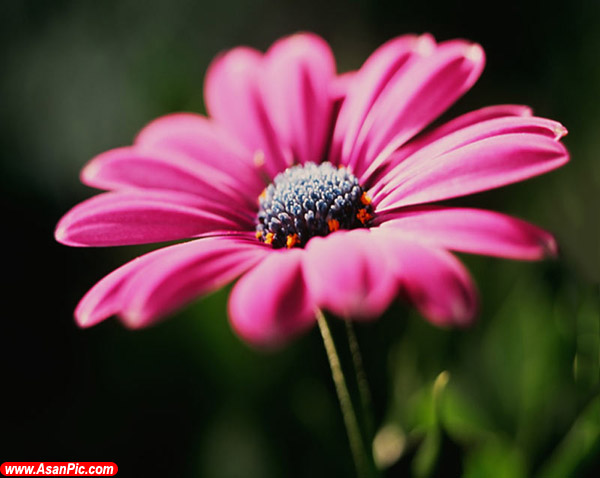 عکس های زیبا از گل ها - قسمت اول