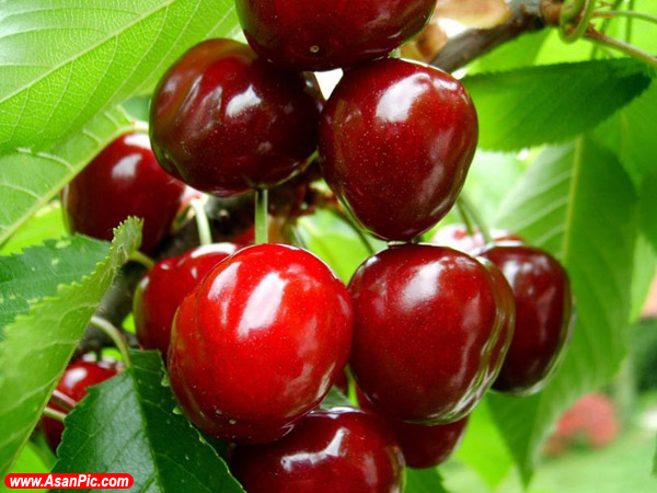 عکس هایی زیبا از میوه های خوشمزه - قسمت دوم