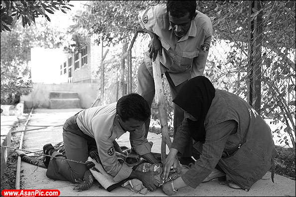 تصاویری از راه انداختن مزرعه پرورش تمساح توسط زن ایرانی