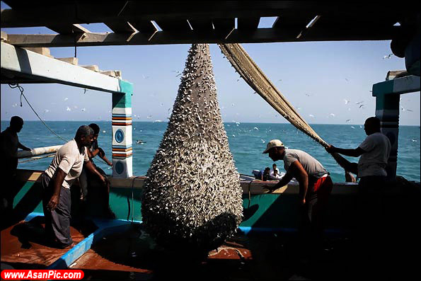 تصاويری از صید ماهی و میگو در جزیره قشم