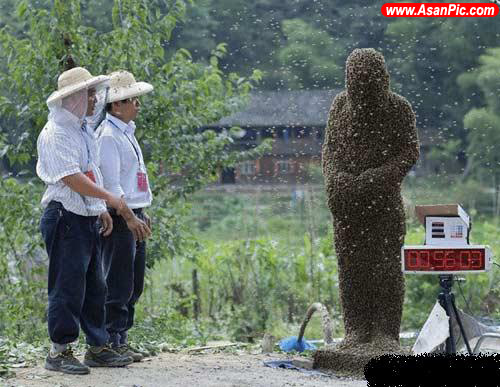 مسابقات عجیب جذب زنبور در چین