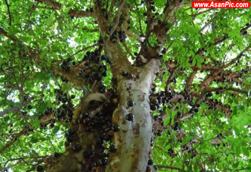 باغهای عجیب انگور در برزیل