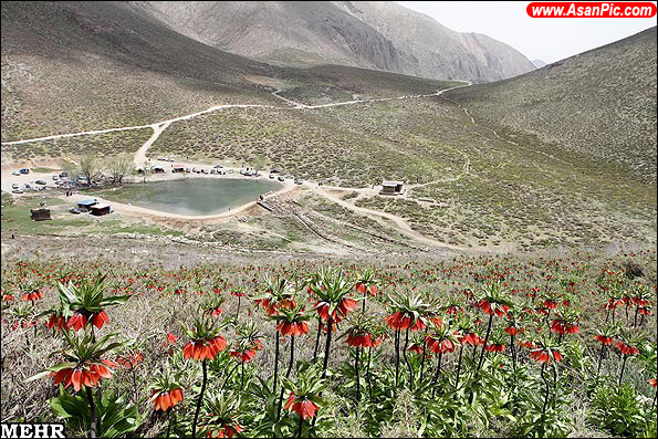 گزارش تصویری دشت لاله های واژگون در روستای دره بید
