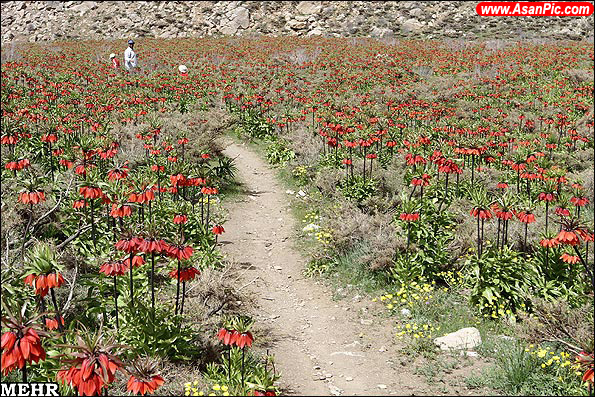 گزارش تصویری دشت لاله های واژگون در روستای دره بید