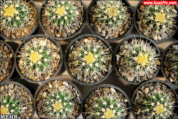 گزارش تصویری نمایشگاه بین المللی گل و گیاه