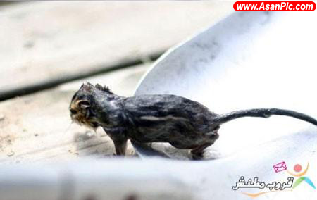 تصاویری از نجات موش توسط قورباغه