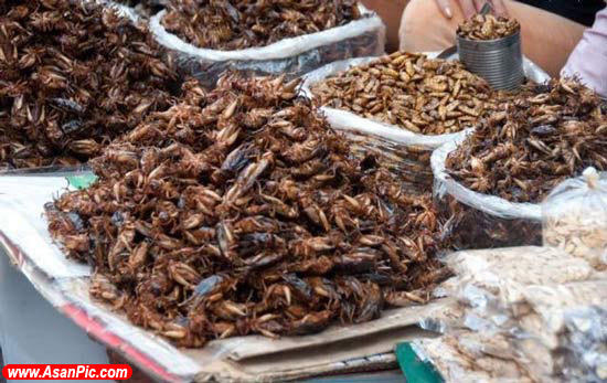 چندش آورترین غذاهای دنیا