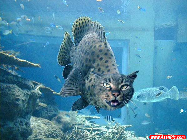 تصاوير بسیار زیبای فتوشاپی - قسمت پنجم