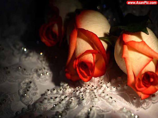 عکس هایی از گل های زیبا و رمانتیک - قسمت دوم