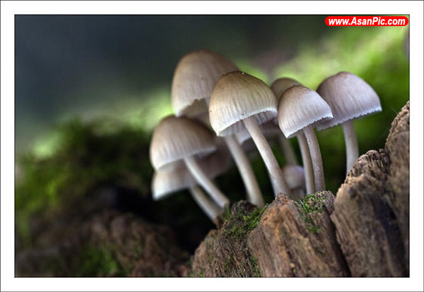 عکس های زیبا و شگفت انگیز قارچ ها از آلکس آلونسو