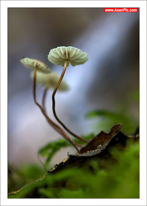 عکس های زیبا و شگفت انگیز قارچ ها از آلکس آلونسو