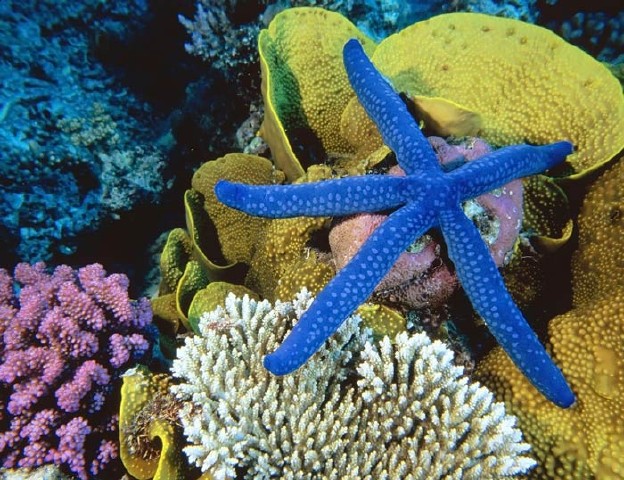 تصاویر بسیار زیبا از دنیای زیر آب