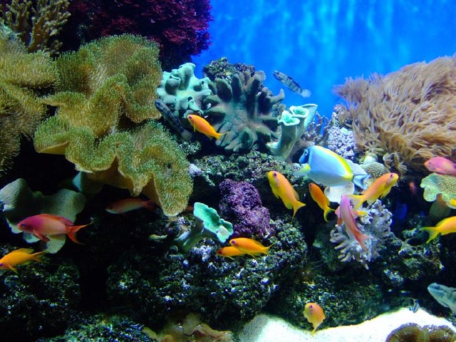 تصاویر بسیار زیبا از دنیای زیر آب