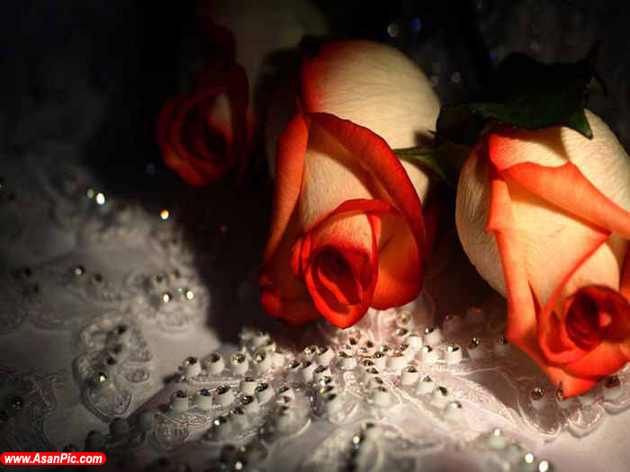 عکس هایی از گل های زیبا و رمانتیک - قسمت اول