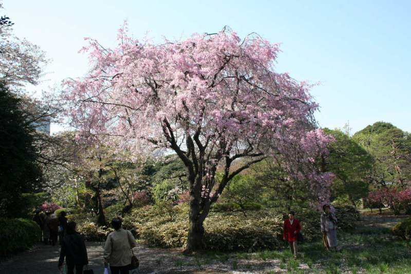 تصاويري از  باغ شکوفه های گیلاس در کشور ژاپن