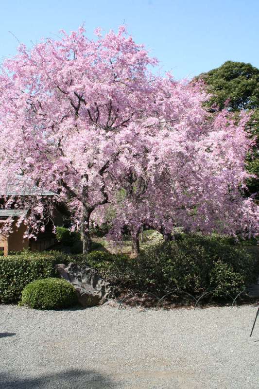 تصاويري از  باغ شکوفه های گیلاس در کشور ژاپن
