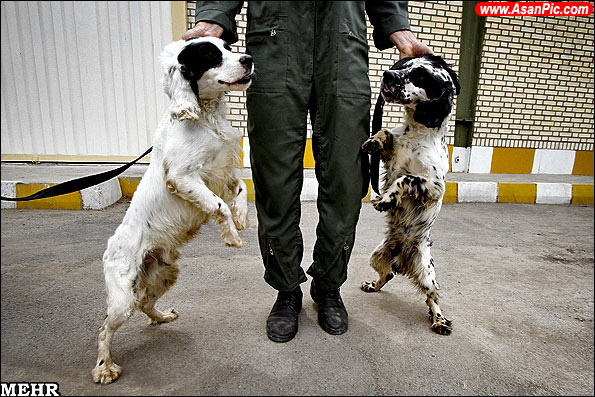 گزارش تصویری مرکز آموزش سگ‌ های موادیاب ناجا
