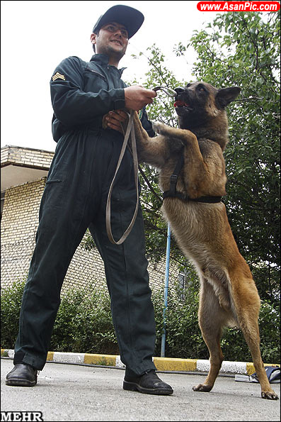 گزارش تصویری مرکز آموزش سگ‌ های موادیاب ناجا