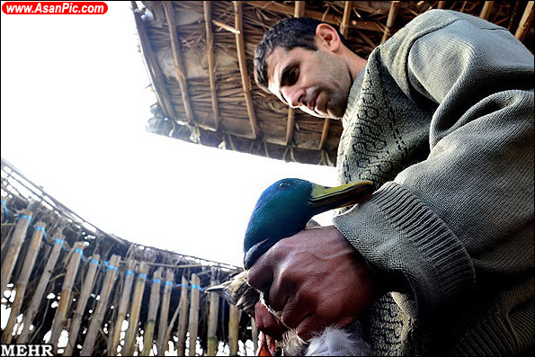 گزارش تصویری دوما ( دامگاه پرندگان وحشی)