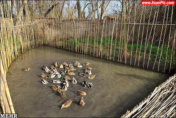 گزارش تصویری دوما ( دامگاه پرندگان وحشی)