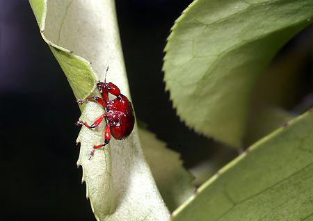مهندسی واقعی توسط یک حشره