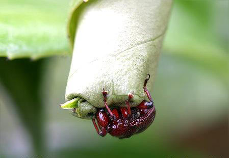 مهندسی واقعی توسط یک حشره