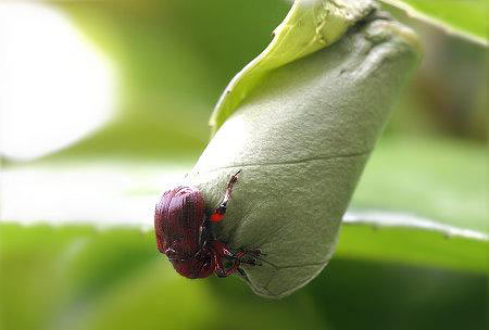 مهندسی واقعی توسط یک حشره