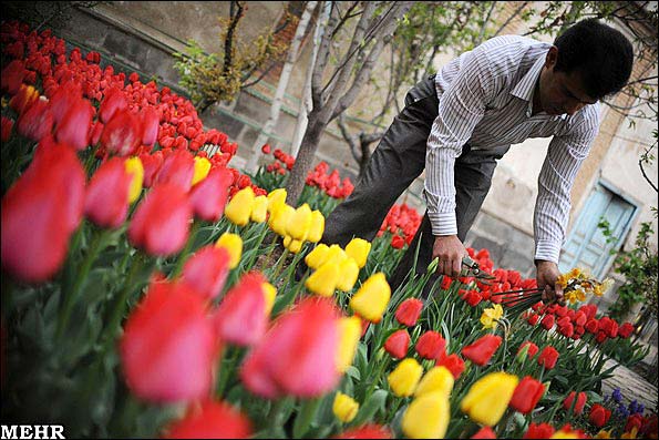 منحصر به فردترین باغ گل لاله در یکی از خانه های تبریز