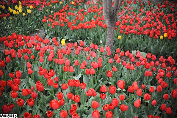 منحصر به فردترین باغ گل لاله در یکی از خانه های تبریز