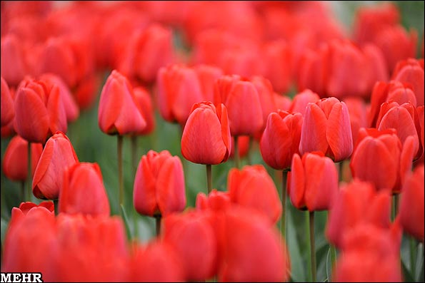 منحصر به فردترین باغ گل لاله در یکی از خانه های تبریز