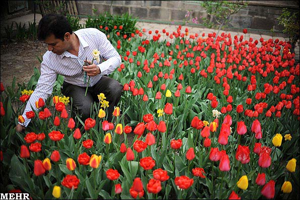 منحصر به فردترین باغ گل لاله در یکی از خانه های تبریز