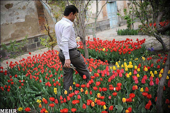 منحصر به فردترین باغ گل لاله در یکی از خانه های تبریز