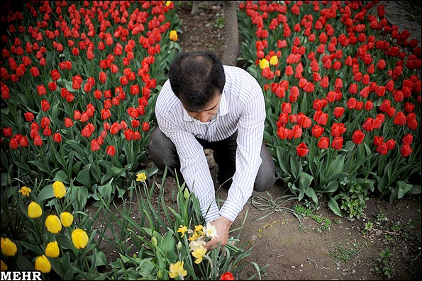 منحصر به فردترین باغ گل لاله در یکی از خانه های تبریز