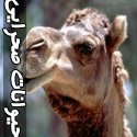 تصاويری از حیوانات صحرایی