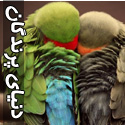 تصاويری از دنیای زیبای پرندگان - قسمت سوم
