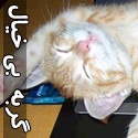 تصاویری از گربه های بی خیال!